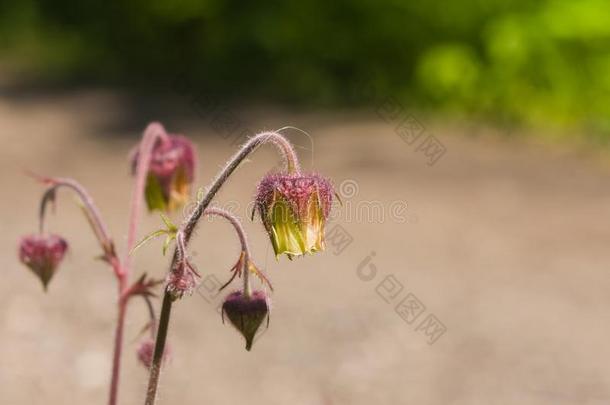 水水杨梅属植物,水杨梅属植物里维尔松软的花和芽向茎宏指令wickets三柱门