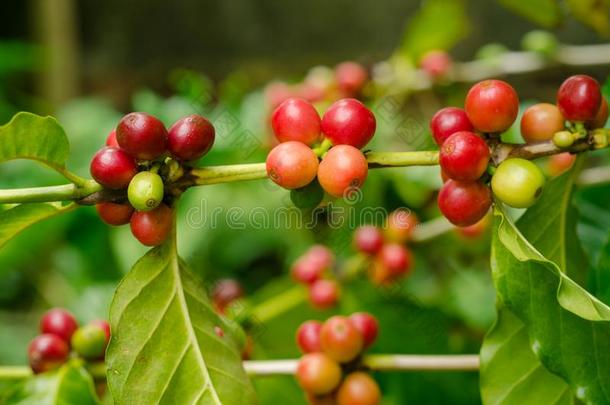 有机的红色的<strong>咖啡豆</strong>樱桃,生的<strong>咖啡豆</strong>豆向<strong>咖啡豆</strong>树计划