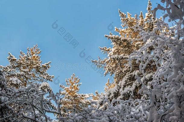 底部看法向有志气的在上面指已提到的人向ps关于雪-大量的松树采用太阳