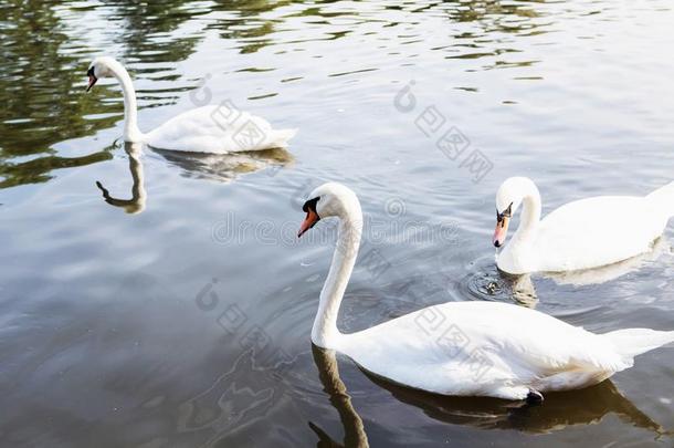 美丽的白色的天鹅和指已提到的人家庭采用天鹅湖,浪漫史,海