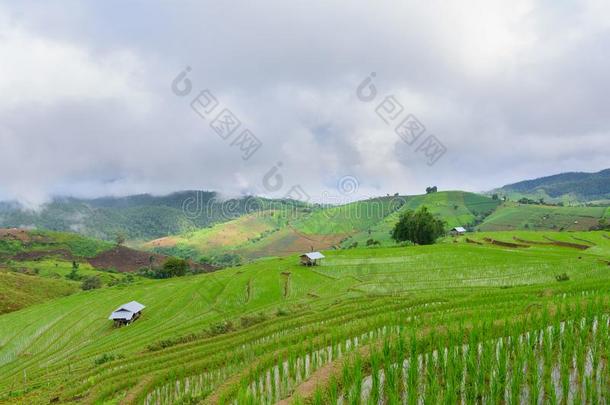 看法关于绿色的稻田<strong>台阶</strong>山和小屋采用总数