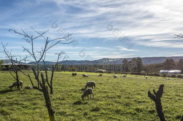 澳大利亚人美利奴羊羊放牧采用乡下的