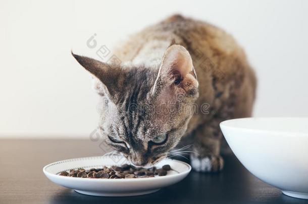 平纹猫吃干的干燥的猫食物.