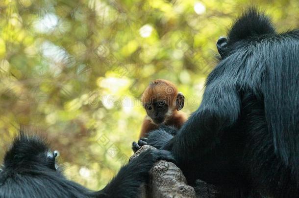 母亲和小孩弗朗索瓦叶猴猴家庭近距离皮丘France法国
