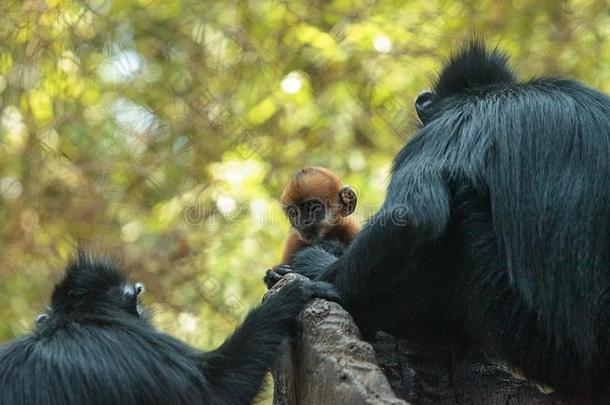 母亲和小孩弗朗索瓦叶猴猴家庭近距离皮丘France法国