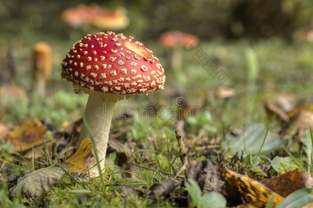 蘑菇伞形毒菌照片