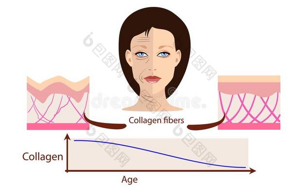 矢量面容和两个类型关于皮-老年的和年幼的为医学的