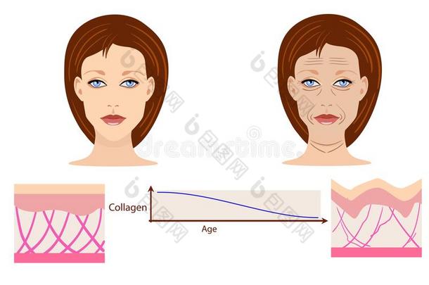 矢量面容和两个类型关于皮-老年的和年幼的为医学的