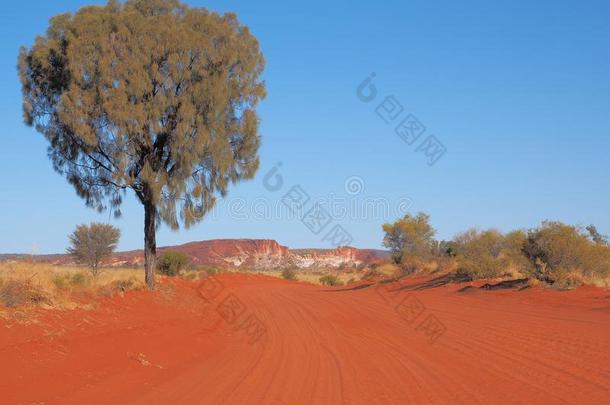 沙漠栎树有衬里的红色的沙的小路和彩虹山谷