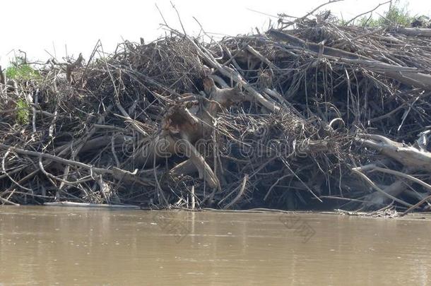 俄亥俄康复研究所采用河.玻利维亚条子毛绒,南方美洲.