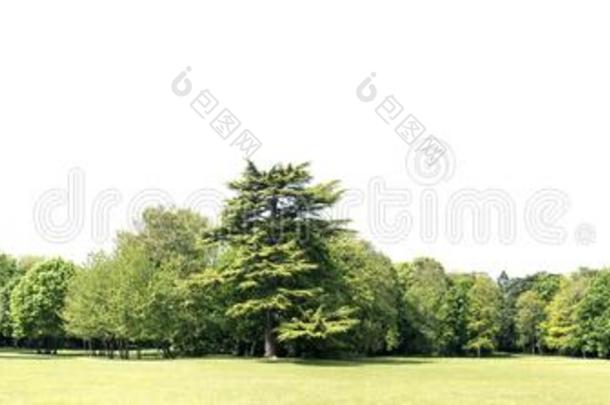 高的定义树木生长线隔离的向一白色的b一ckground