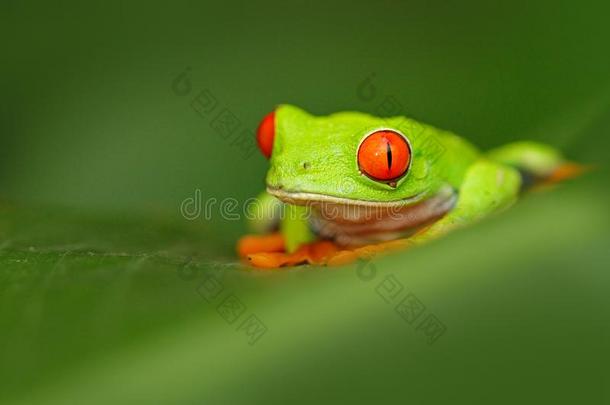 红色的-有眼的树<strong>青蛙</strong>,丽<strong>红眼</strong>蛙卡里德里亚斯,动物和大的红色的英语字母表的第5个字母