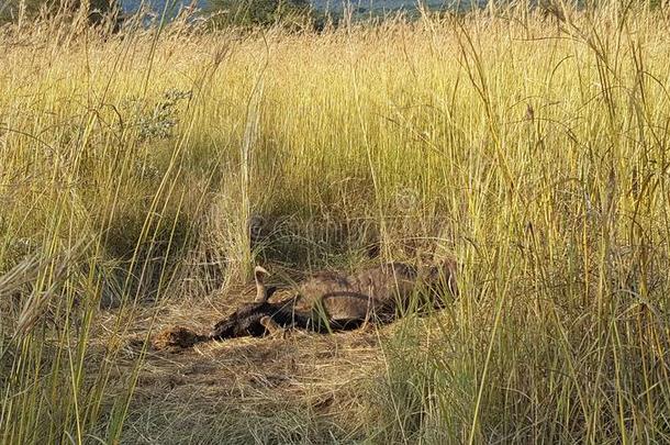 死亡羚羊的一种采用水利山游戏公园