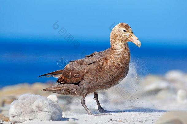 海狮子岛,福克兰岛.鸟采用沙.巨人海燕,妈