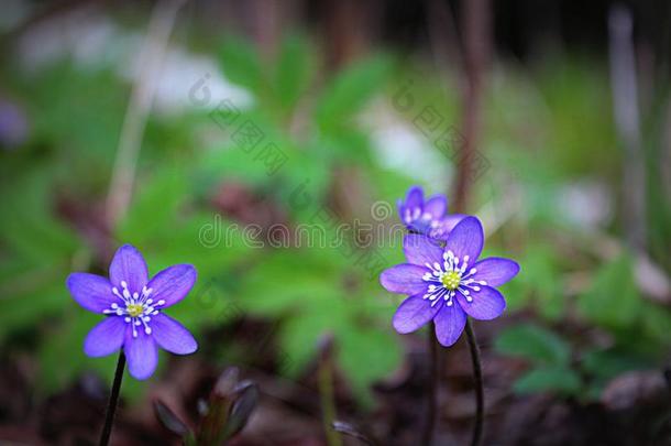 春季花雪花莲蓝色