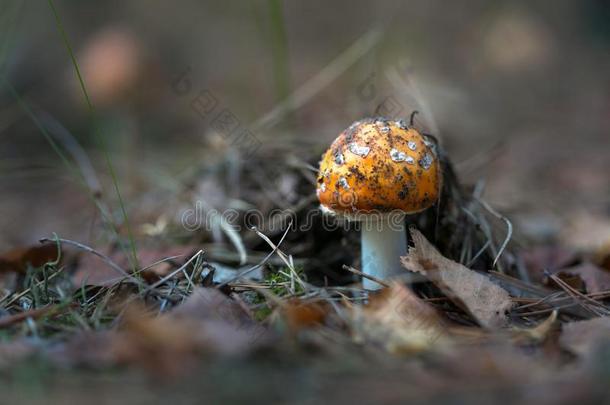 美丽的蘑菇种植采用指已提到的人秋森林.