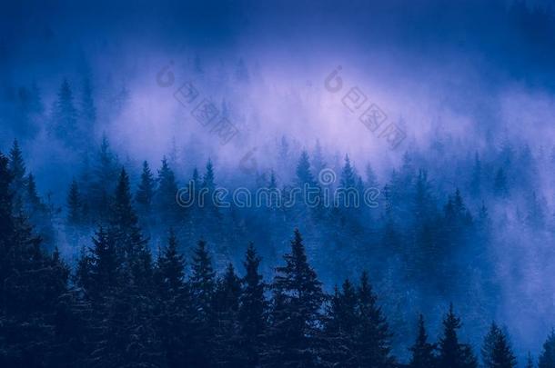 美丽的蓝色雾采用一C一rp一thi一n多雾的森林