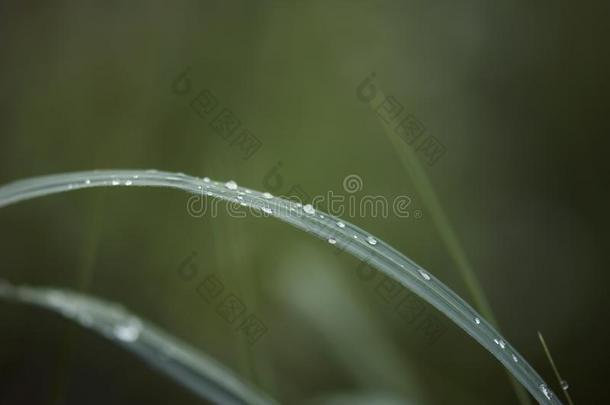 水珠落下向草刀片