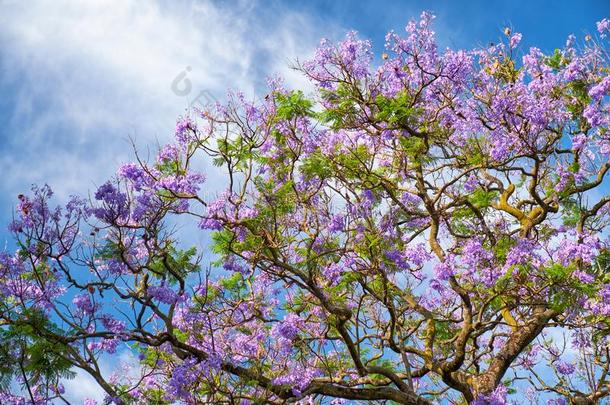 黑的帕维或紫薇科兰花楹属植物金银花
