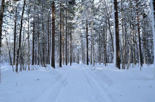 和煦的：照到阳光的和下雪的松树树森林和小的下雪的森林路