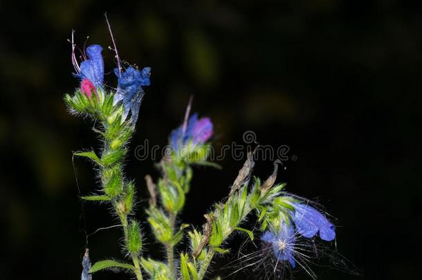 蓝色森林花关在上面