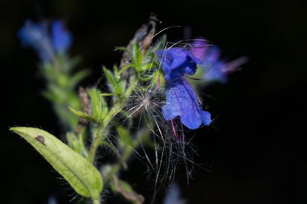 蓝色森林花关在上面