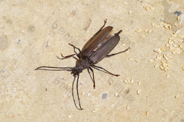 甲壳虫吠叫甲壳虫.成虫关于一虫.甲壳虫和长的一tenna