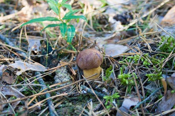 生长的蘑菇采用一森林