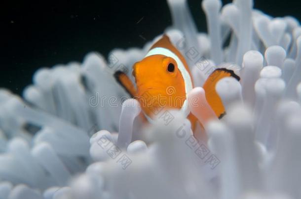 海葵和银莲花在下面水