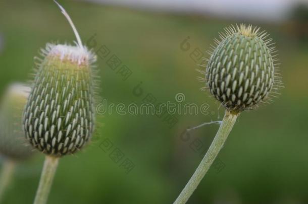 杂草花`蓟`