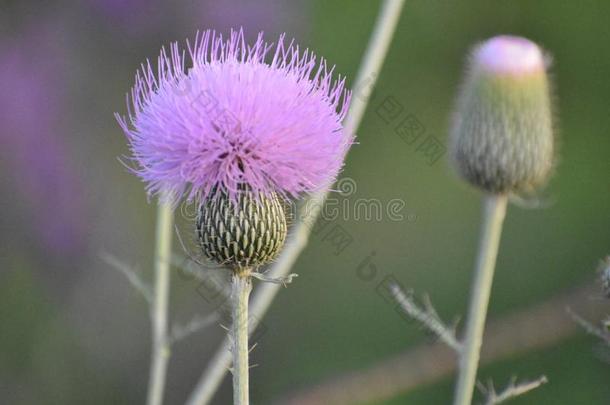 紫色的杂草花`蓟`