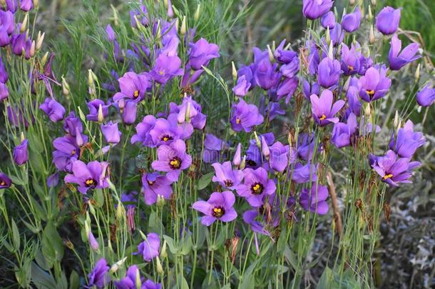紫色的花