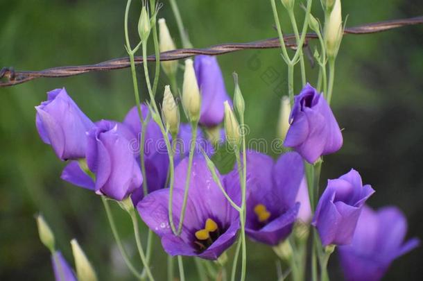 紫色的花和刺钢丝