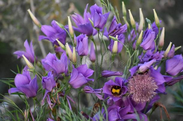 紫色的花和刺钢丝