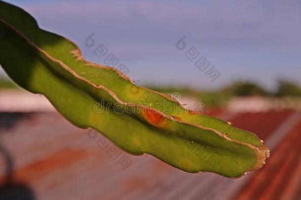 植物疾病,龙成果疾病从真菌