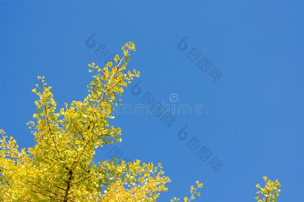指已提到的人黄色的树叶关于`银杏树银杏`和蓝色天背景