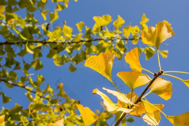 抽象的污迹关于指已提到的人黄色的树叶关于`银杏树银杏`和蓝色英文字母表的第19个字母