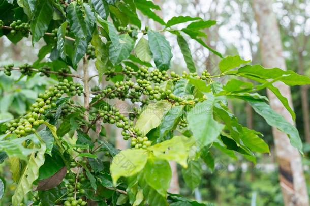 咖啡豆种植园采用橡胶树种植园农场