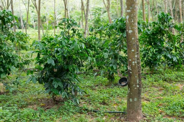 咖啡豆种植园采用橡胶树种植园农场