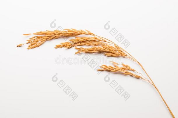 稻稻向白色的背景.耳关于稻稻