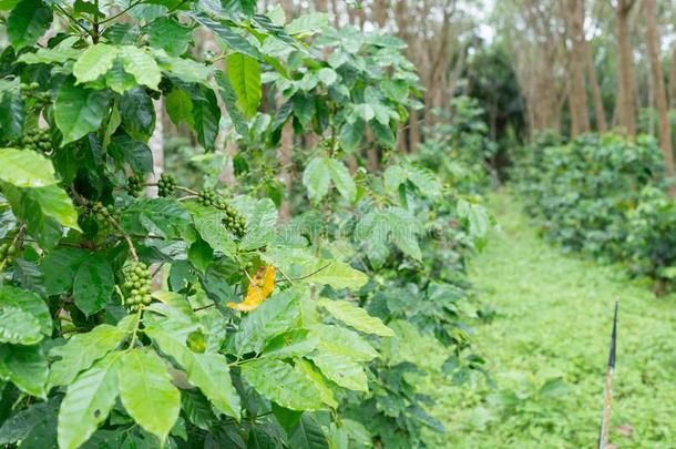 咖啡豆种植园采用橡胶树种植园农场