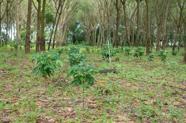 咖啡豆种植园采用橡胶树种植园农场