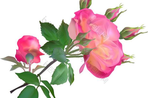 粉红色的和黄色的玫瑰和花和芽向白色的
