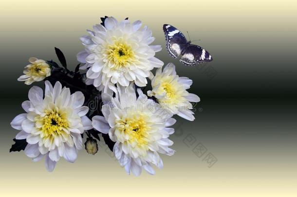 白色的菊花和蝴蝶