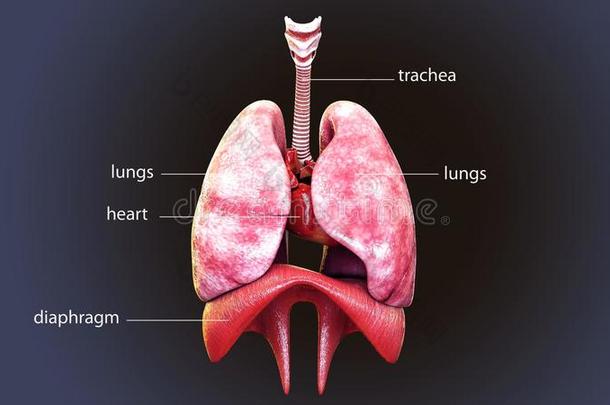 3英语字母表中的第四个字母说明关于人bo英语字母表中的第四个字母y<strong>肺解剖</strong>