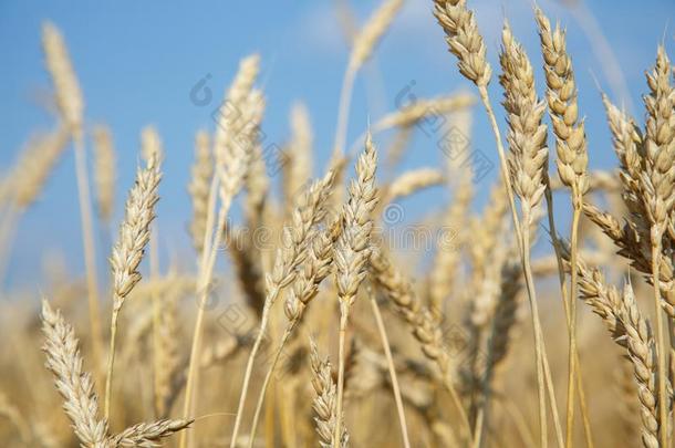 有机的金色的成熟的耳关于小麦采用田