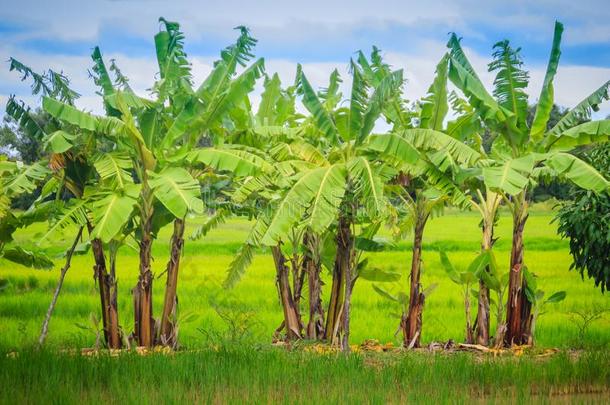 混合的农事在旁边<strong>种植香蕉</strong>树采用稻田是（be的三单形式农业