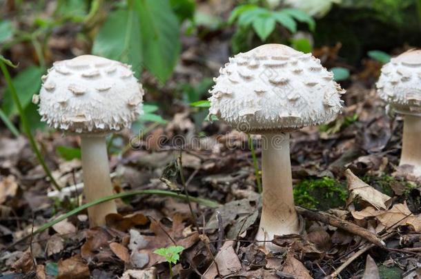 组关于白色的蘑菇生长的采用森林,潜在地有毒的