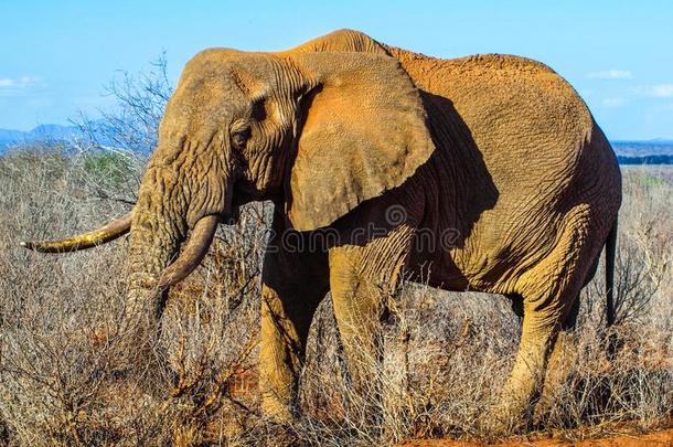 非洲的象采用自然的栖息地,恩戈龙戈罗保存是