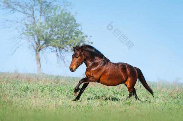 棕色的美丽的马<strong>飞驰</strong>的向指已提到的人绿色的田向一光b一